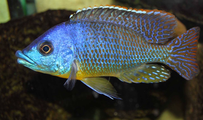 Protomelas sp. 'hertae'